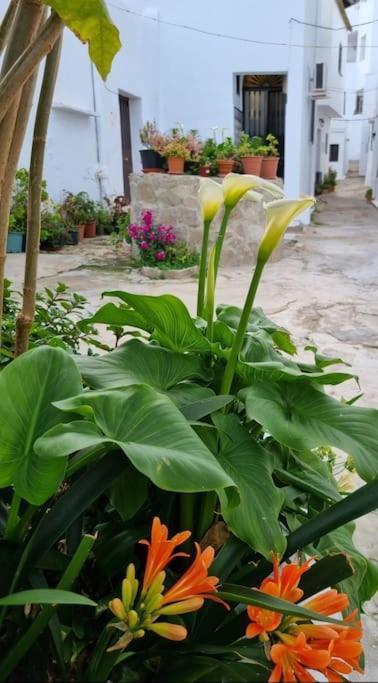Casa Francisca En El Casco Antiguo Villa Vejer de la Frontera Dış mekan fotoğraf